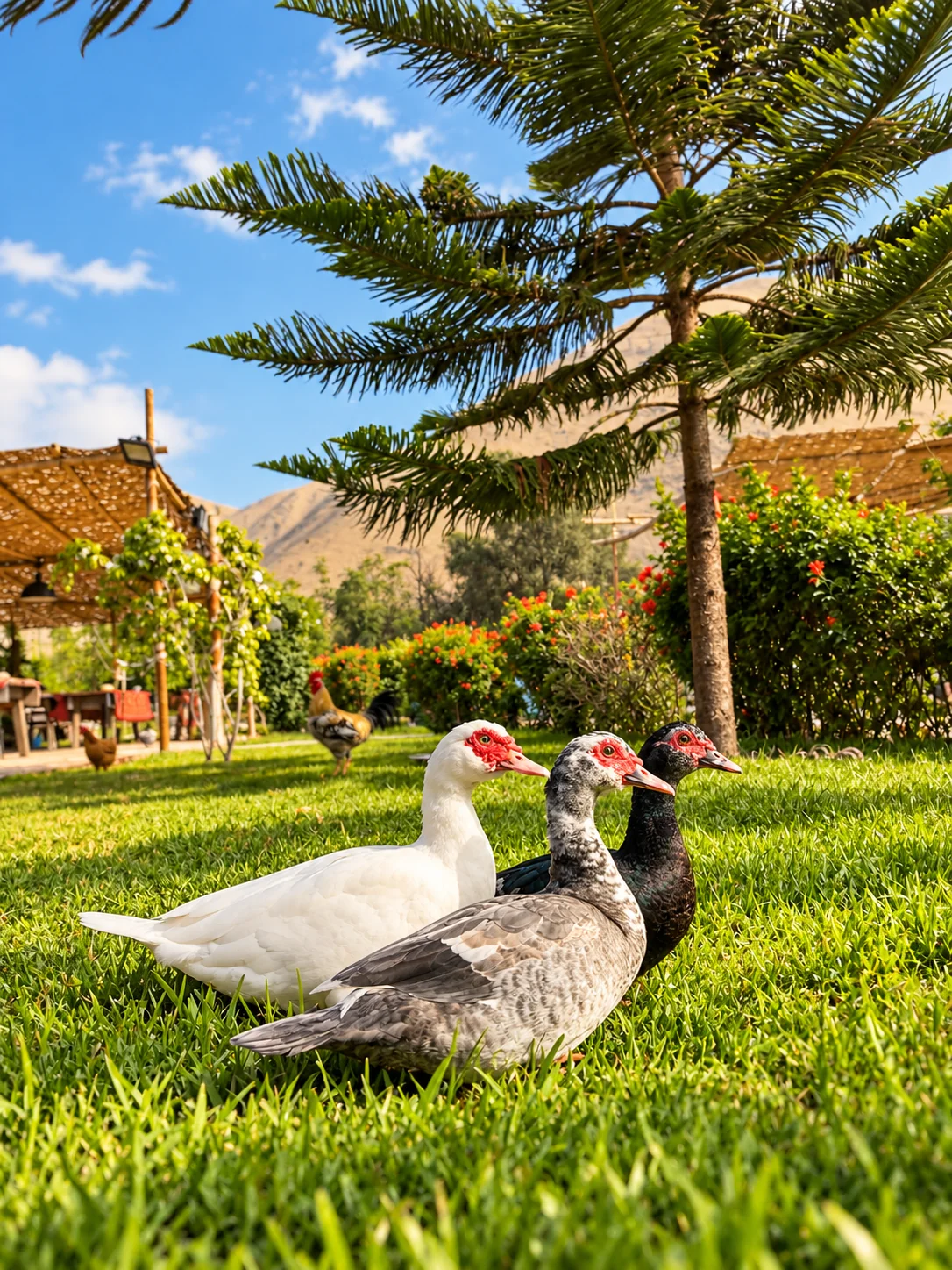 Jardín con patos en entorno campestre y vegetación natural